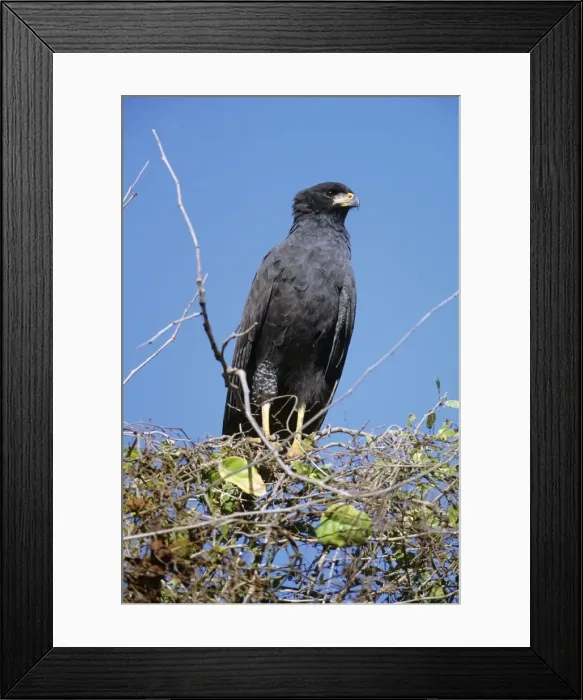 Framed Print : Great Black Hawk Northern Mexico Framed Print : Great Black Hawk Northern Mexico