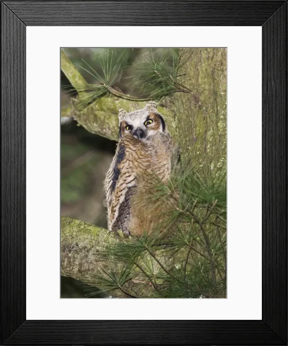 Framed Print : Great Horned Owl - newly fledged chick Connecticut in April Framed Print : Great Horned Owl - newly fledged chick Connecticut in April