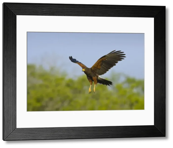 Framed Print : Harris's Hawk - in flight South Texas in March Framed Print : Harris's Hawk - in flight South Texas in March