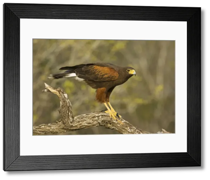 Framed Print : Harris's Hawk South Texas in March Framed Print : Harris's Hawk South Texas in March