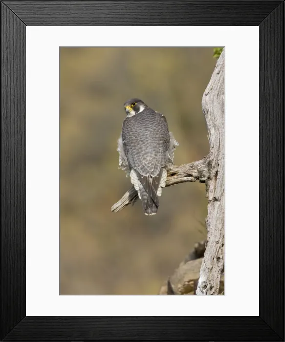 Framed Print : Peregrine Falcon - adult Connecticut in fall migration Framed Print : Peregrine Falcon - adult Connecticut in fall migration