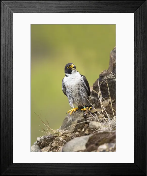 Framed Print : Peregrine Falcon - adult Connecticut in April Framed Print : Peregrine Falcon - adult Connecticut in April