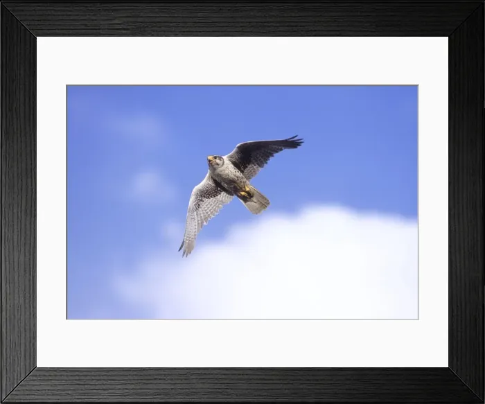 Framed Print : Prairie Falcon - in flight. Wyoming in July Framed Print : Prairie Falcon - in flight. Wyoming in July