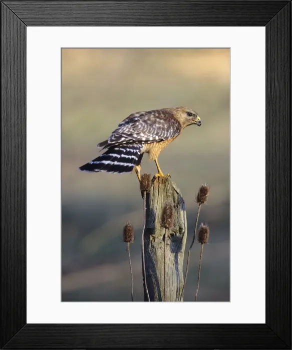 Framed Print : Red-shouldered Hawk - adult Connecticut Framed Print : Red-shouldered Hawk - adult Connecticut