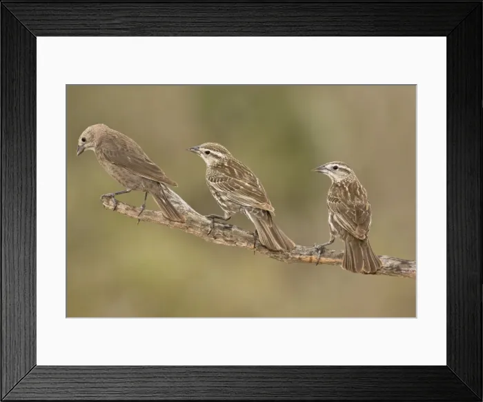 Framed Print : Red-winged Blackbird Framed Print : Red-winged Blackbird