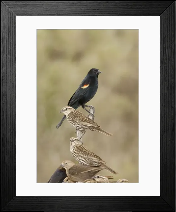 Framed Print : Red-winged Blackbird Framed Print : Red-winged Blackbird