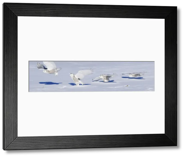 Framed Print : Snowy Owl PHOTOCOMPOSITION of 4 actual consecutive frames all within the same second. Ontario, Canada in February Framed Print : Snowy Owl PHOTOCOMPOSITION of 4 actual consecutive frames all within the same second. Ontario, Canada in February