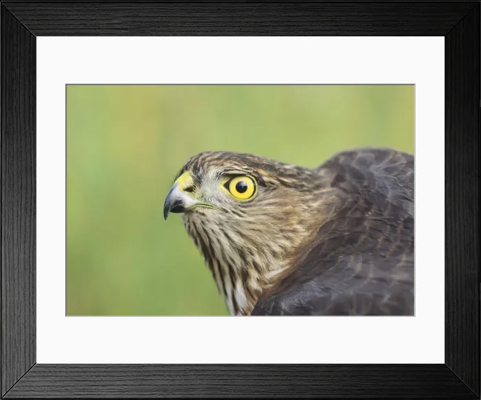 Framed Print : Sharp-shinned Hawk - immature with yellow eye. Smallest member of the accipiter family. Hunts and feeds primarily on small songbirds Framed Print : Sharp-shinned Hawk - immature with yellow eye. Smallest member of the accipiter family. Hunts and feeds primarily on small songbirds