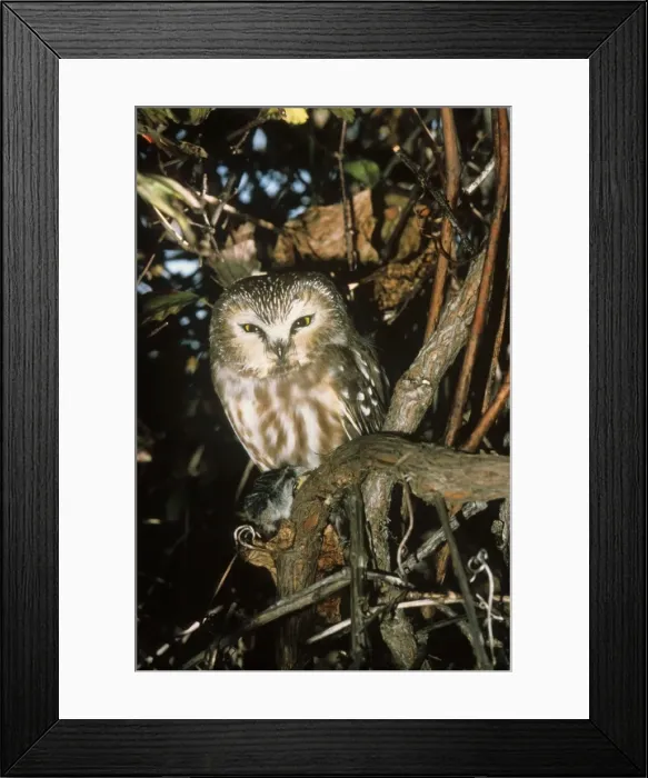 Framed Print : Northern Saw-whet Owl - in winter roost. Connecticut Framed Print : Northern Saw-whet Owl - in winter roost. Connecticut