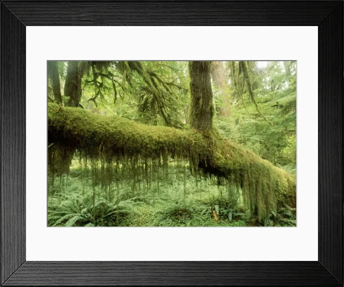 Framed Print : USA - Moss covered tree in rainforest. Olympic National Park, Washington, USA Framed Print : USA - Moss covered tree in rainforest. Olympic National Park, Washington, USA