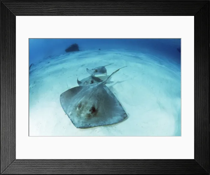 Framed Print : Southern Stingray Framed Print : Southern Stingray