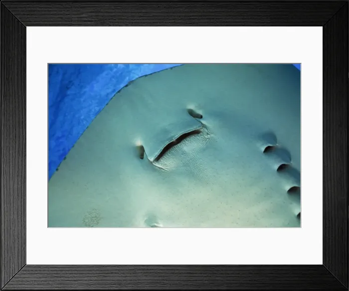 Framed Print : Southern Stingray Grand Cayman Island Framed Print : Southern Stingray Grand Cayman Island