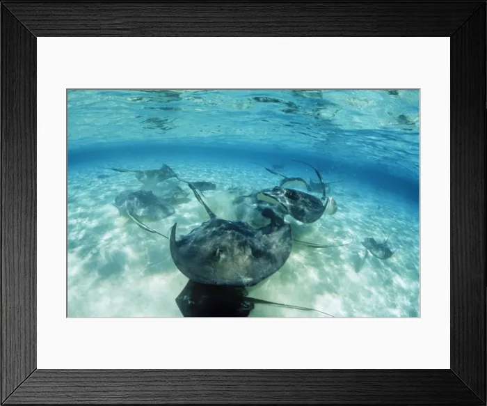 Framed Print : Southern Stingray Grand Cayman Island Framed Print : Southern Stingray Grand Cayman Island