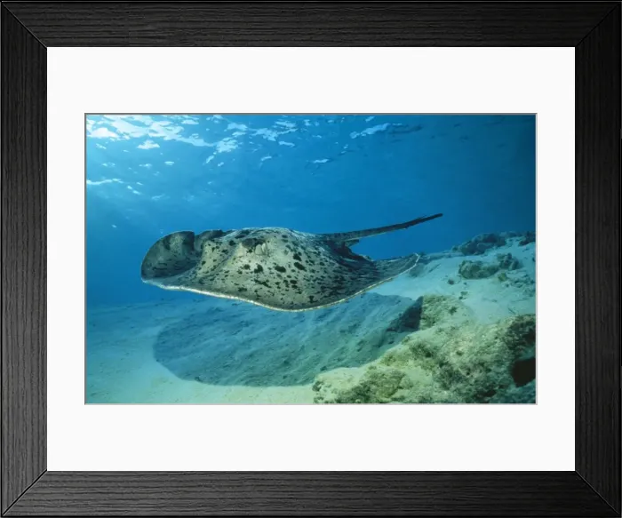 Framed Print : Spotted Stingray Framed Print : Spotted Stingray