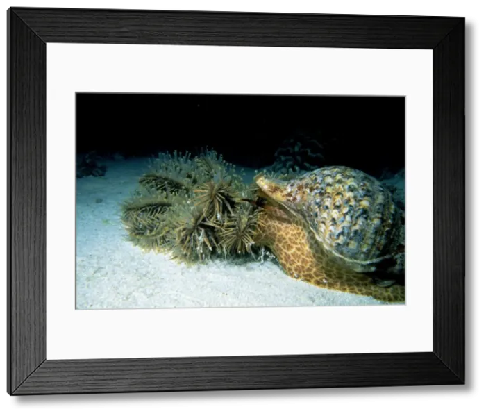 Framed Print : Triton Shell - attacking crown-of-thorns Starfish Framed Print : Triton Shell - attacking crown-of-thorns Starfish