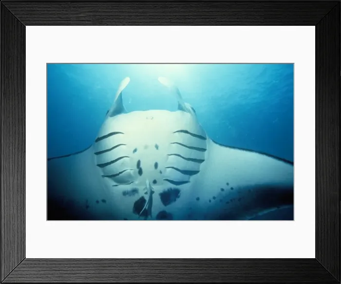 Framed Print : Manta Ray - in feeding mode showing distended gill slits Framed Print : Manta Ray - in feeding mode showing distended gill slits