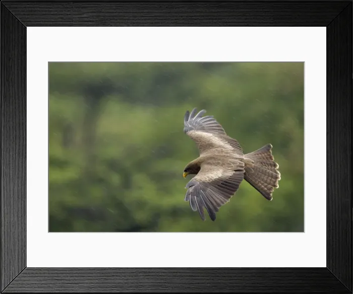 Framed Print : Yellow billed Kite - In flight during heavy rainfall in central Namibia, Africa (Used to be considered sub-species of the Black Kite - Milvus migrans) Framed Print : Yellow billed Kite - In flight during heavy rainfall in central Namibia, Africa (Used to be considered sub-species of the Black Kite - Milvus migrans)