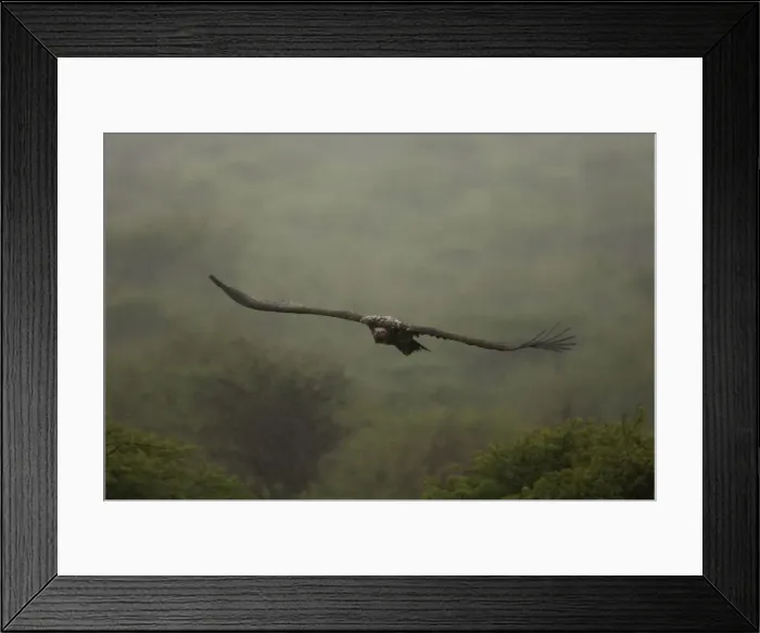 Framed Print : Lappet-Faced Vulture - Flying in the rain. Central Namibia, Africa Framed Print : Lappet-Faced Vulture - Flying in the rain. Central Namibia, Africa