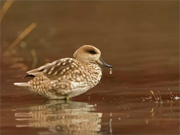 Marbled Teal (Male) Sitting in shallow water Southern Spain, Mediterranean, Europe