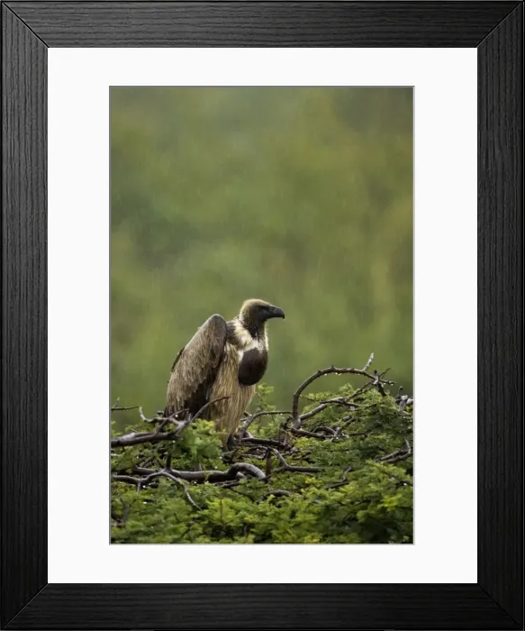 Framed Print : African White-Backed Vulture. Waiting out the rain in Central Namibia, Africa Framed Print : African White-Backed Vulture. Waiting out the rain in Central Namibia, Africa