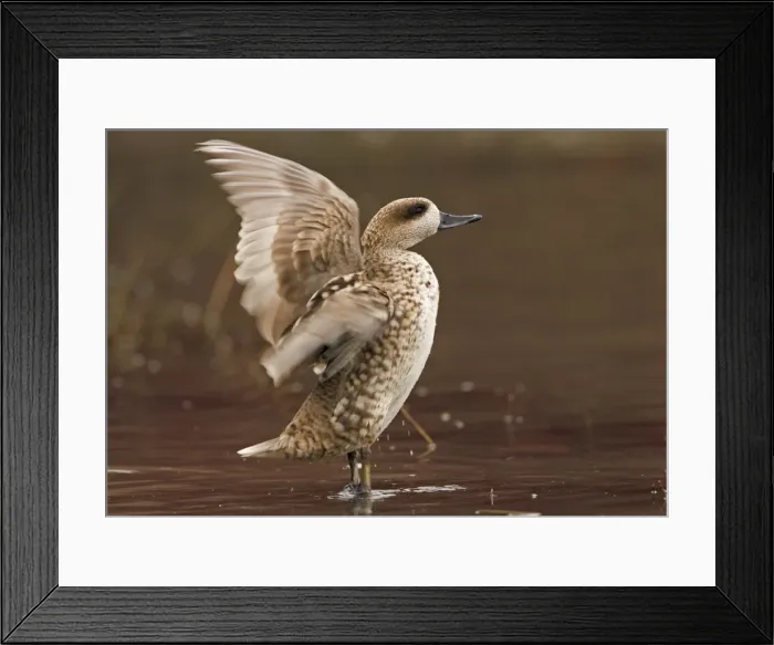 Framed Print : Marbled Teal (Female) Stretching wings in shallow water Southern Spain, Mediterranean, Europe Framed Print : Marbled Teal (Female) Stretching wings in shallow water Southern Spain, Mediterranean, Europe