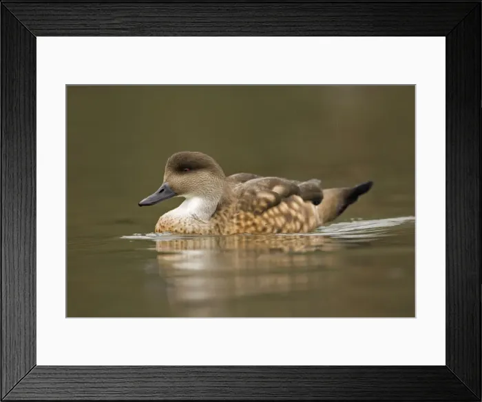 Framed Print : Patagonian Crested Duck On the water South America Framed Print : Patagonian Crested Duck On the water South America