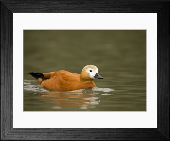Framed Print : Ruddy Shelduck Framed Print : Ruddy Shelduck