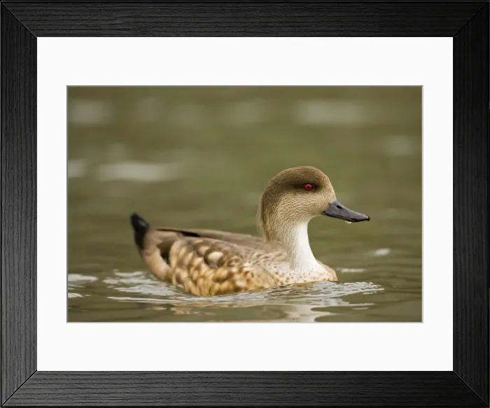 Framed Print : Patagonian Crested Duck On the water South America