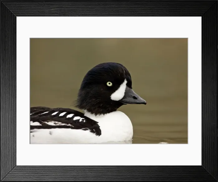 Framed Print : Barrows Goldeneye Portrait Iceland Framed Print : Barrows Goldeneye Portrait Iceland
