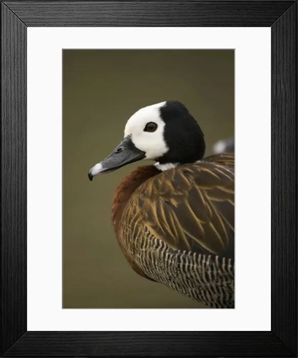 Framed Print : White-faced Whistling Duck Portrait Northern Namibia, Namibia, Africa Framed Print : White-faced Whistling Duck Portrait Northern Namibia, Namibia, Africa
