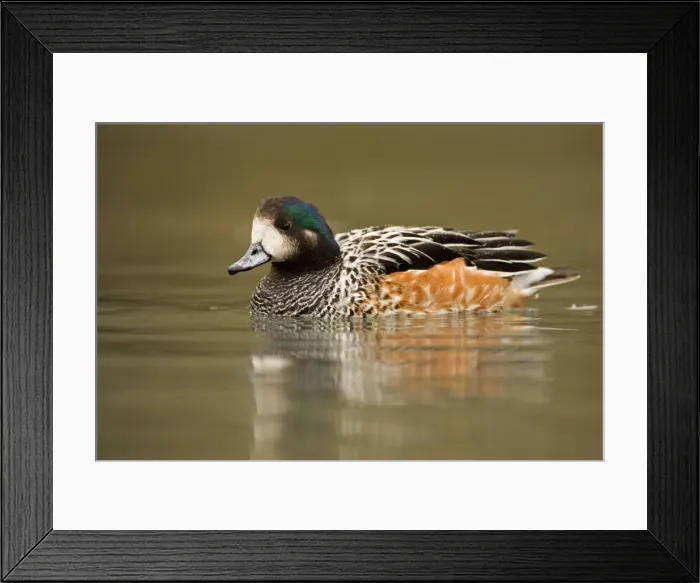 Framed Print : Chiloe Wigeon (Male) Portrait on the water South America Framed Print : Chiloe Wigeon (Male) Portrait on the water South America