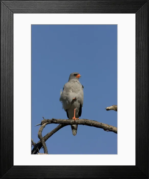 Framed Print : Southern Pale Chanting Goshawk - Sitting on a perch surveying surrounding area. Etosha, Namibia, Africa Framed Print : Southern Pale Chanting Goshawk - Sitting on a perch surveying surrounding area. Etosha, Namibia, Africa