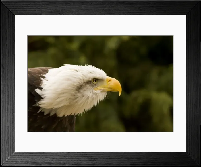 Framed Print : Bald Eagle Portrait North America Framed Print : Bald Eagle Portrait North America