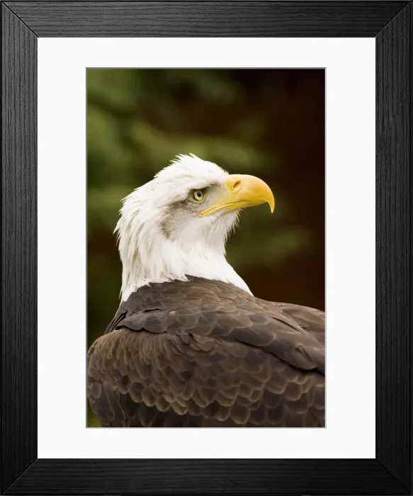Framed Print : Bald Eagle Portrait North America Framed Print : Bald Eagle Portrait North America
