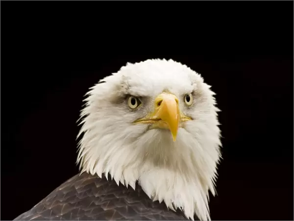 Bald Eagle Portrait North America