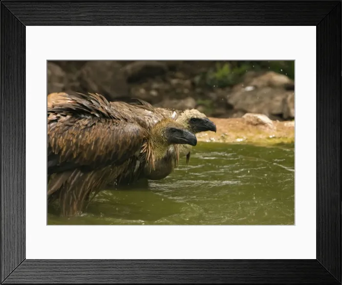 Framed Print : African White-Backed Vultures - Having a drink and bath after feeding. Central Namibia, Africa 2006 Framed Print : African White-Backed Vultures - Having a drink and bath after feeding. Central Namibia, Africa 2006