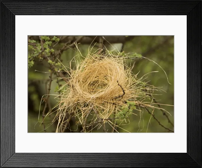 Framed Print : White Browed Sparrow Weaver Nest Half completed false' / decoy nest. Central Namibia, Africa Framed Print : White Browed Sparrow Weaver Nest Half completed false' / decoy nest. Central Namibia, Africa