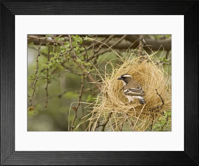 Framed Print : White Browed Sparrow Weaver Constructing a decoy nest. Central Namibia, Africa
