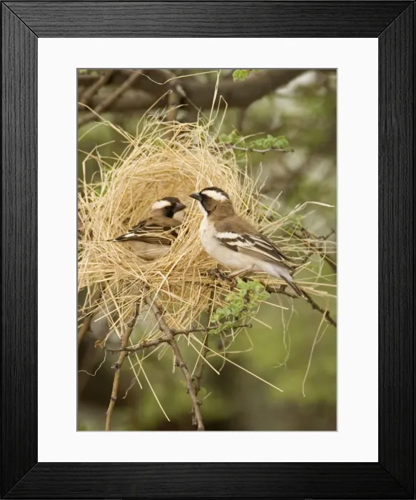 Framed Print : White Browed Sparrow Weaver Constructing a decoy nest. Central Namibia, Africa Framed Print : White Browed Sparrow Weaver Constructing a decoy nest. Central Namibia, Africa