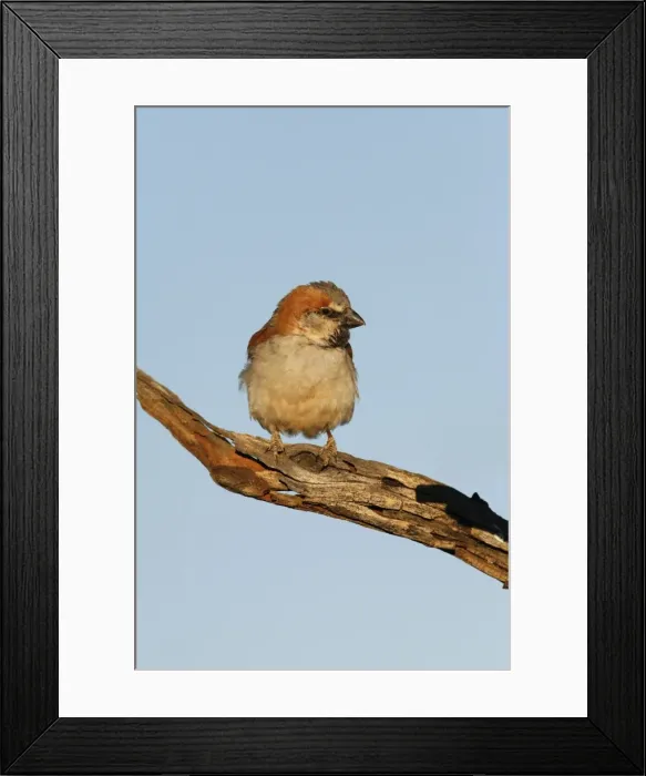 Framed Print : Great Sparrow Perched on dead tree branch Central Namibia, Africa Framed Print : Great Sparrow Perched on dead tree branch Central Namibia, Africa
