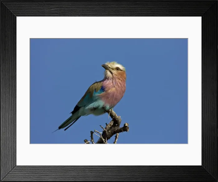 Framed Print : Lilac-Breasted Roller Perched on top of thorn tree Etosha National Park, Namibia, Africa Framed Print : Lilac-Breasted Roller Perched on top of thorn tree Etosha National Park, Namibia, Africa