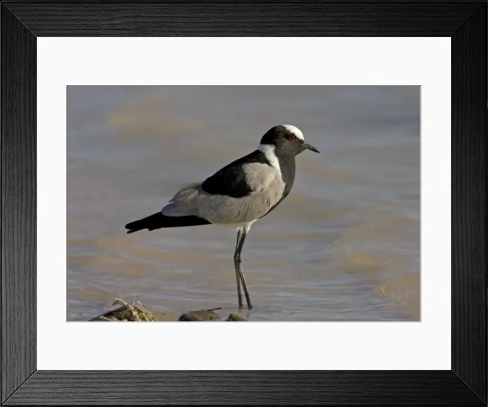 Framed Print : Black Smith / Blacksmith Lapwing (Plover) Standing in gently lapping water Fisher's Pan, Etosha National Park, Namibia, Africa Framed Print : Black Smith / Blacksmith Lapwing (Plover) Standing in gently lapping water Fisher's Pan, Etosha National Park, Namibia, Africa