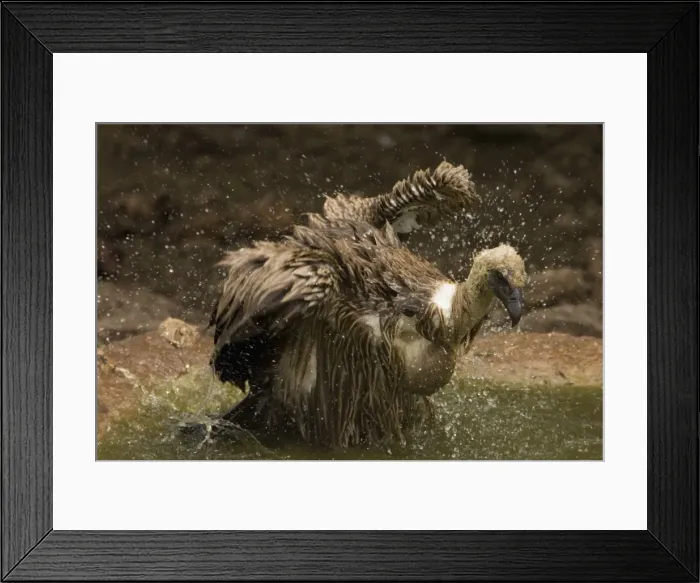 Framed Print : African White-Backed Vulture - Having a bath after feeding. Central Namibia, Africa Framed Print : African White-Backed Vulture - Having a bath after feeding. Central Namibia, Africa