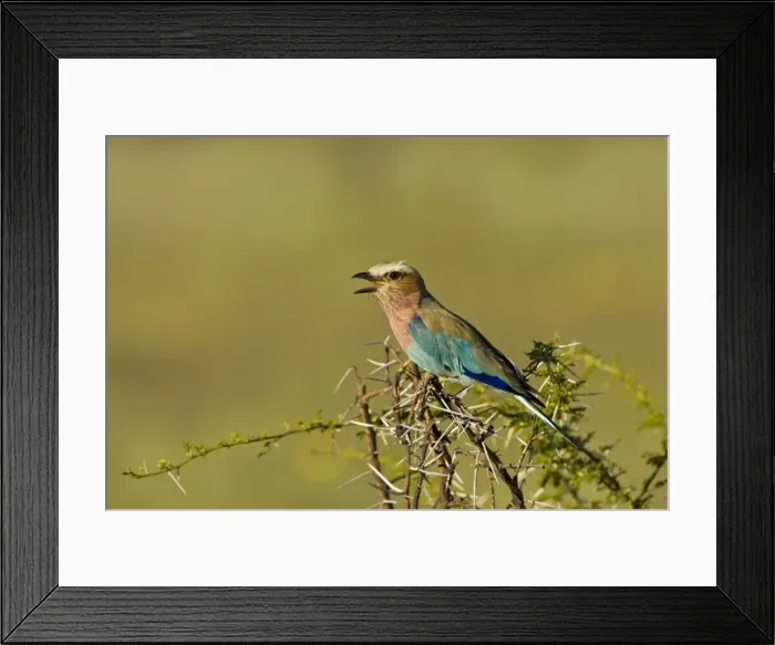 Framed Print : Lilac-Breasted Roller Perched on thorn tree calling Etosha National Park, Namibia, Africa Framed Print : Lilac-Breasted Roller Perched on thorn tree calling Etosha National Park, Namibia, Africa