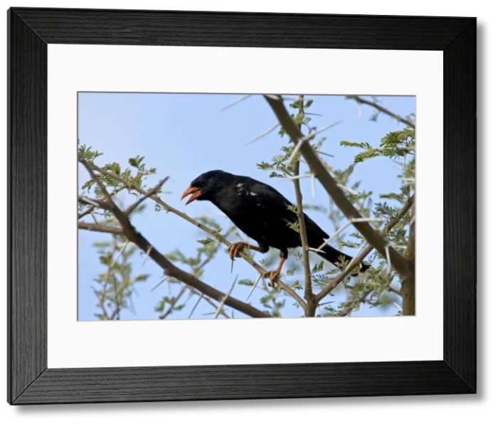 Framed Print : Red-Billed Buffalo-Weaver Sitting in Thorn Tree Central Namibia, Africa Framed Print : Red-Billed Buffalo-Weaver Sitting in Thorn Tree Central Namibia, Africa