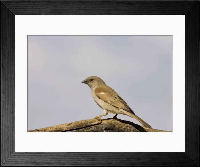 Framed Print : Southern Grey Headed Sparrow Perched on dead tree Central Namibia, Africa Framed Print : Southern Grey Headed Sparrow Perched on dead tree Central Namibia, Africa
