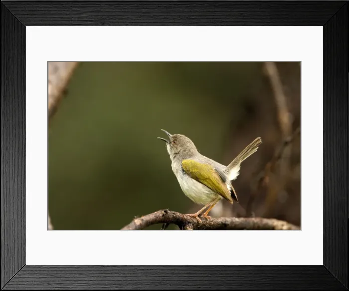 Framed Print : Grey Backed Camaroptera / Bleating Warbler Singing during mating season Waterberg Plateau Park, Namibia, Africa Framed Print : Grey Backed Camaroptera / Bleating Warbler Singing during mating season Waterberg Plateau Park, Namibia, Africa
