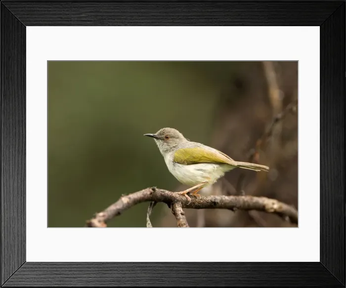 Framed Print : Grey Backed Camaroptera / Bleating Warbler Singing during mating season Waterberg Plateau Park, Namibia, Africa Framed Print : Grey Backed Camaroptera / Bleating Warbler Singing during mating season Waterberg Plateau Park, Namibia, Africa