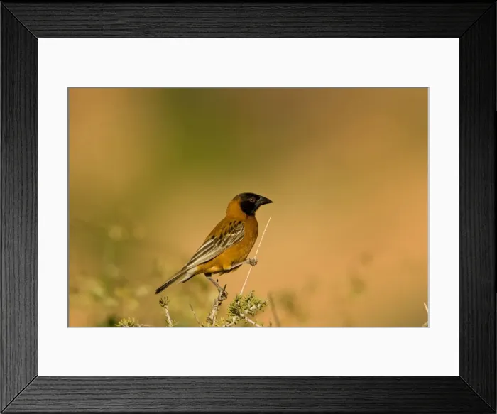 Framed Print : Chestnut Weaver Male in breeding plumage. Namib Desert, Namibia, Africa Framed Print : Chestnut Weaver Male in breeding plumage. Namib Desert, Namibia, Africa