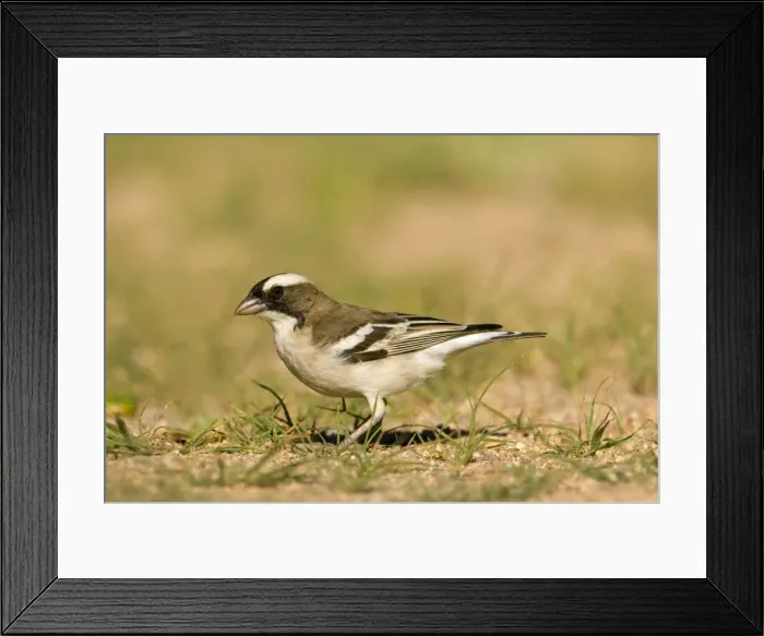 Framed Print : White Browed Sparrow Weaver Foraging after rain in the desert Namib Desert, Namibia, Africa Framed Print : White Browed Sparrow Weaver Foraging after rain in the desert Namib Desert, Namibia, Africa